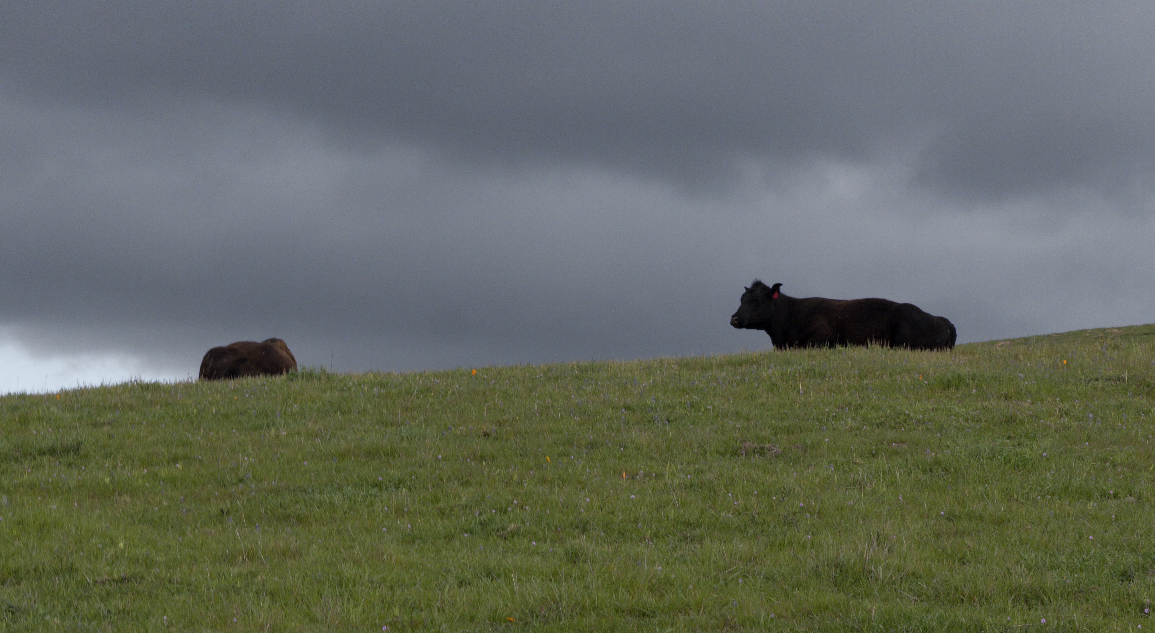 Cows in a field