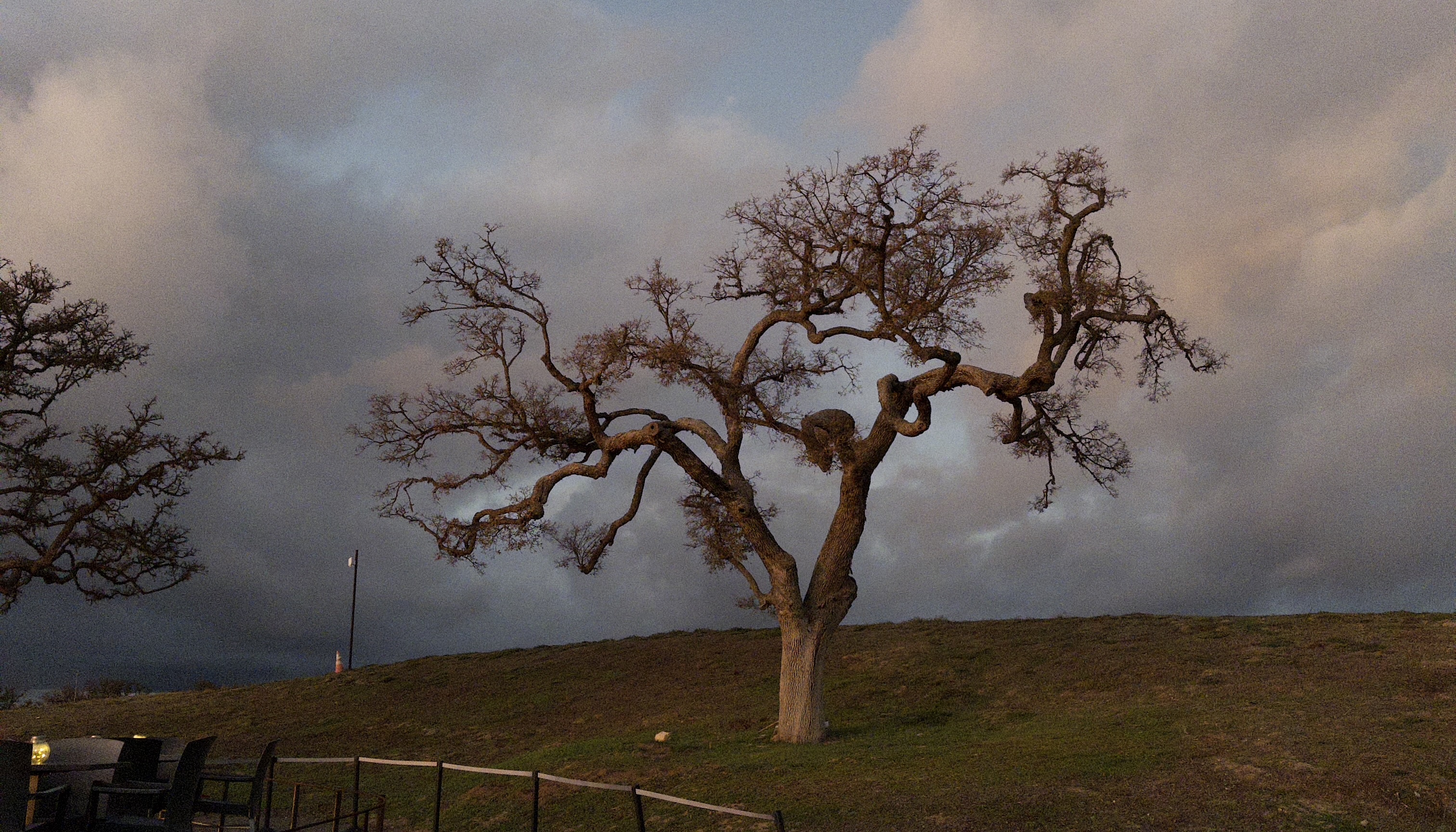 Tree branches